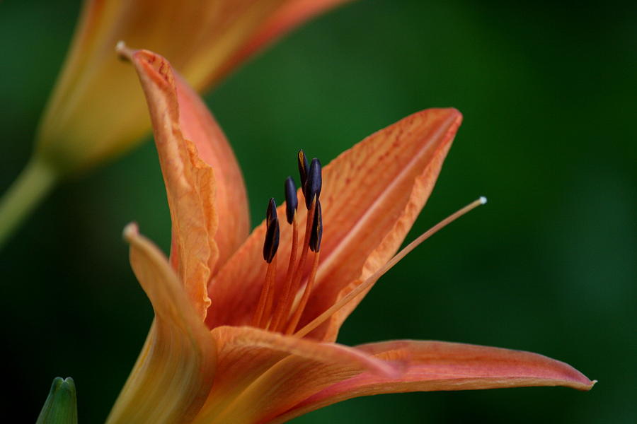 Flower Photograph - Spider Lily 2 by Cathy Harper