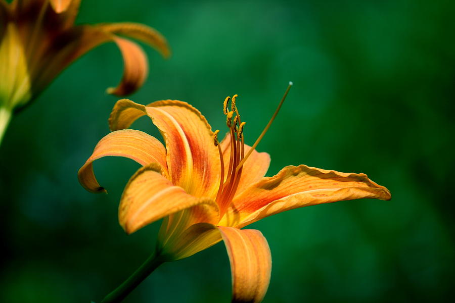 Spider Photograph - Spider Lily 3 by Cathy Harper