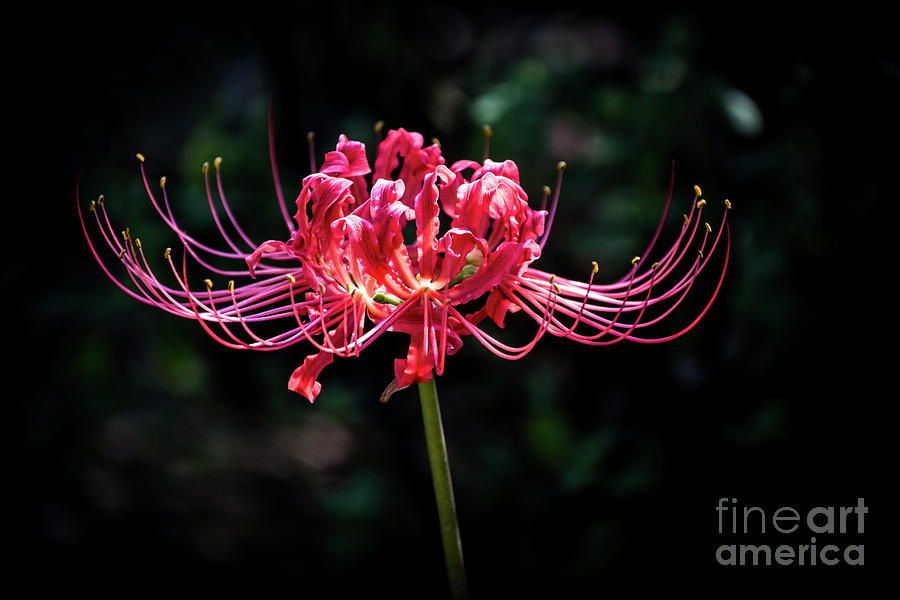 Spider Lily Photograph by Cheryl McClure