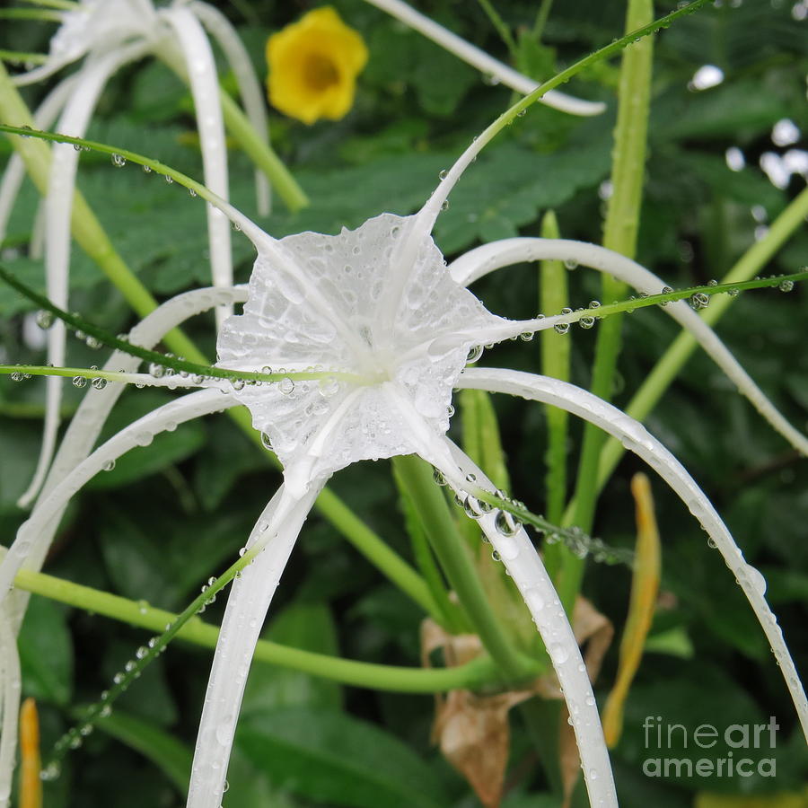 Spider Lily Photograph by Evie Hanlon