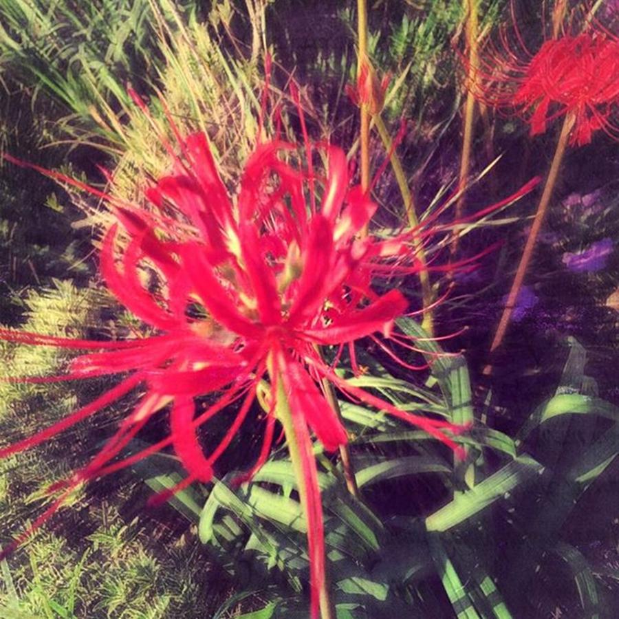 Flower Photograph - Spider Lily #flowers #inmygarden by Joan McCool