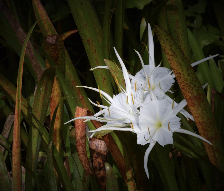 Spider Lily in Color Photograph by Warren Thompson