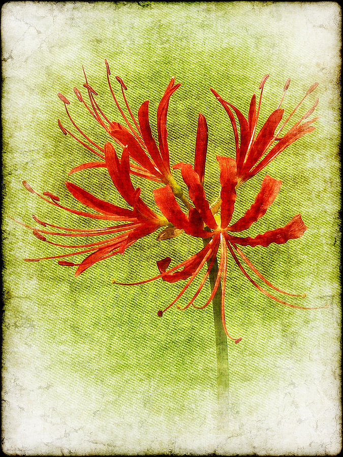 Spider Lily Photograph by Judi Bagwell