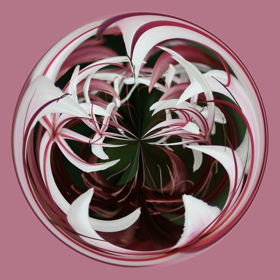 Spider Lily Orb Photograph by Bill Barber