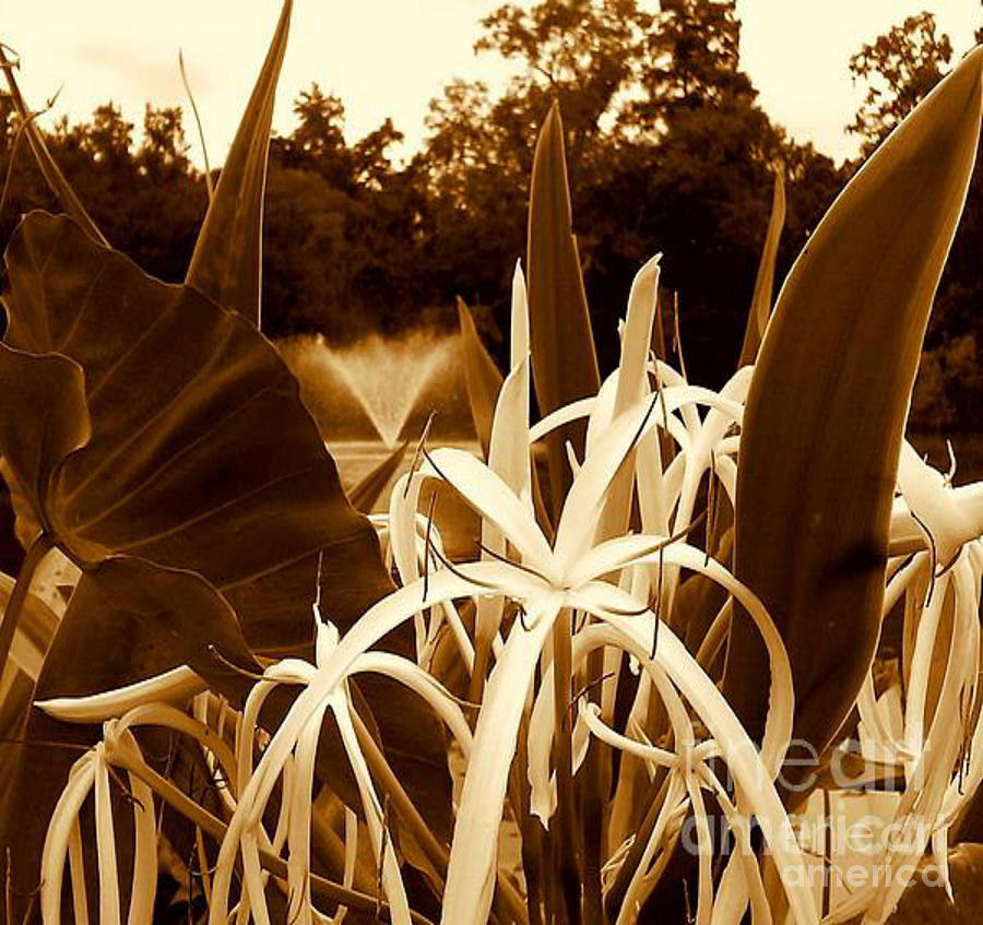 Spider Lilys At Audubon Park At The Lagoon In New Orleans Louisiana Photograph by Michael Hoard