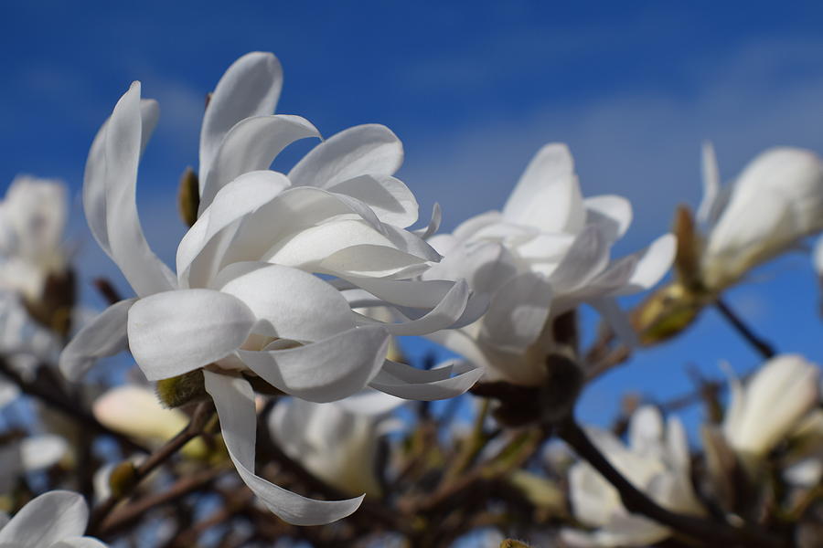 Spider Magnolias Photograph by Jimmy Chuck Smith