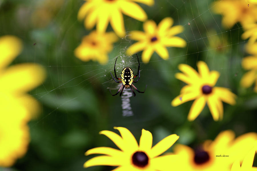 Spider Photograph by Mark Alesse