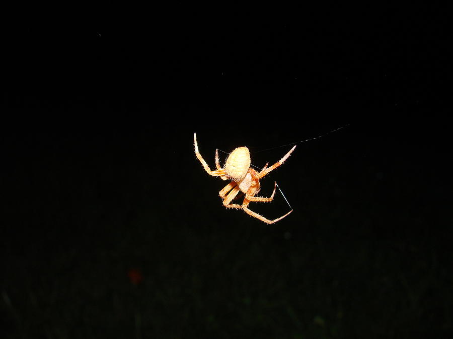 Spider Photograph by Mary Halpin