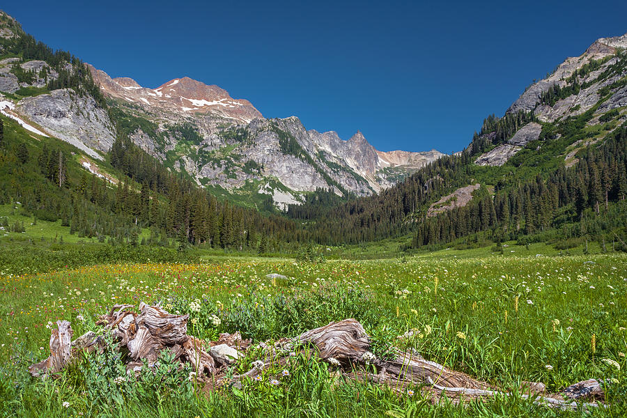 Mountain Photograph - Spider Meadow by Geoffrey Ferguson