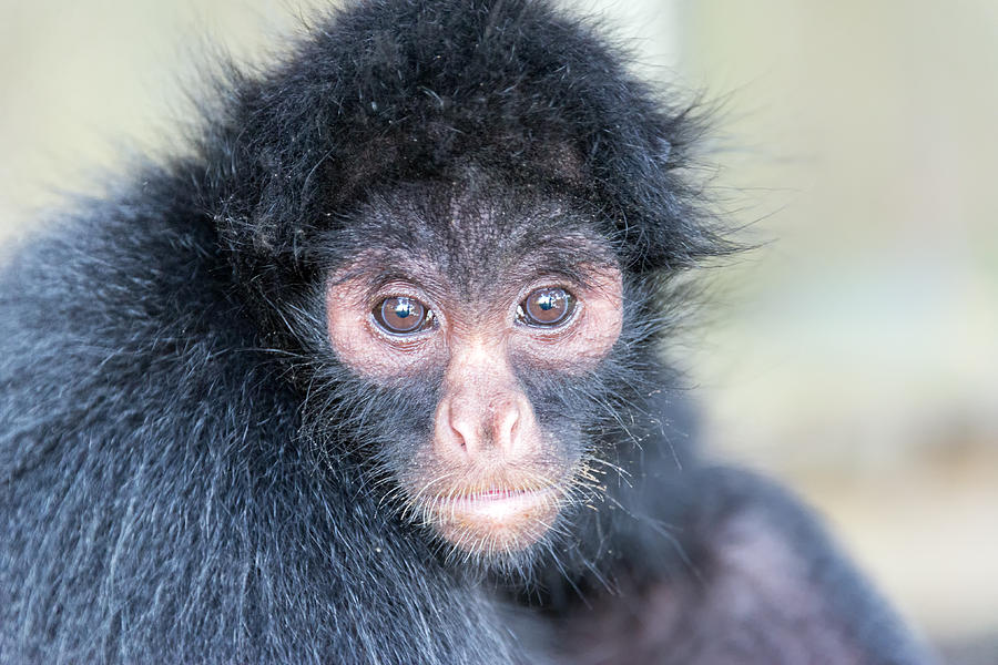 Spider Monkey Face Photograph By Jess Kraft