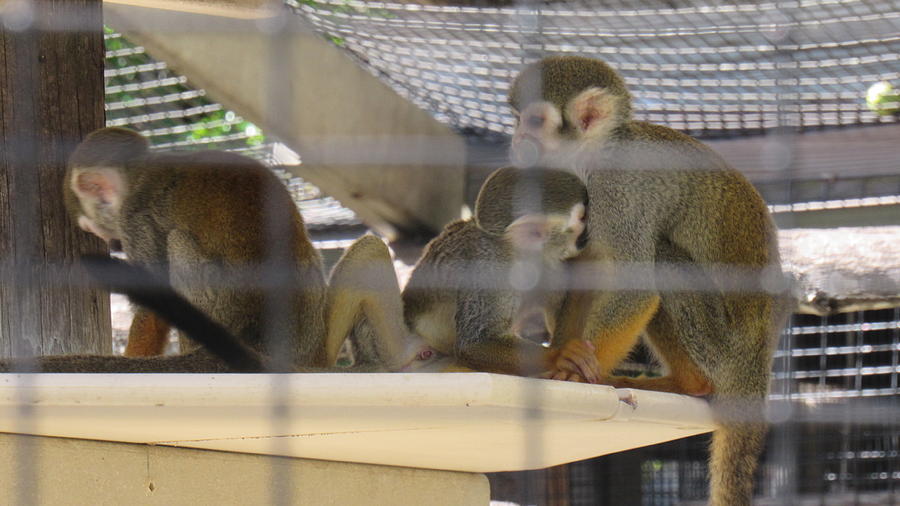 Spider Monkey Family Photograph by Jose Ortiz