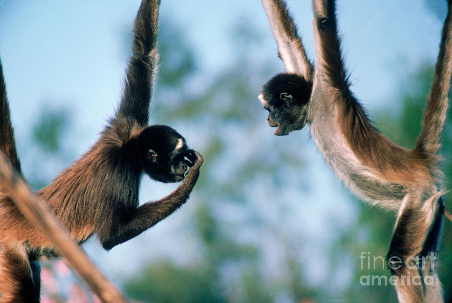 Spider Monkeys Ateles Sp. Playing Photograph by Gilbert S Grant