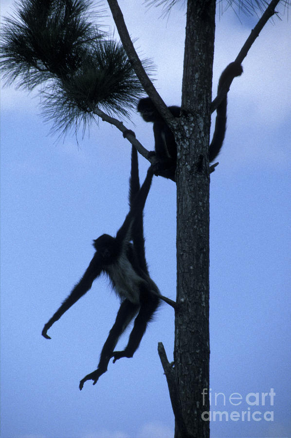 Spider Monkeys Belize Central America Photograph by John  Mitchell