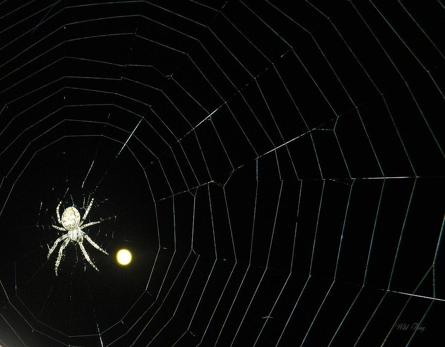 Spider Moon Photograph by Wild Thing