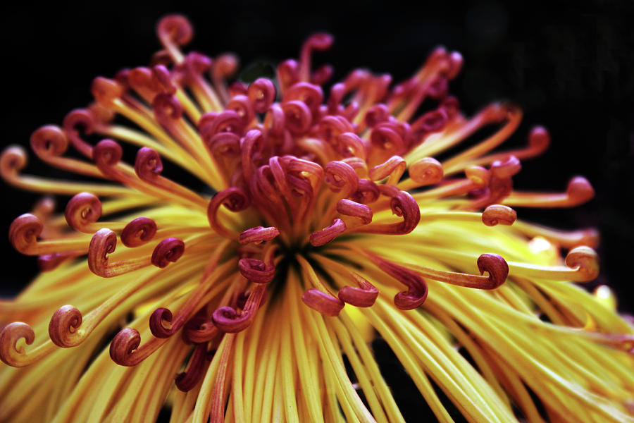 Spider Chrysanthemum #1 Photograph by Jessica Jenney