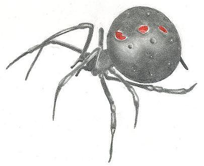 Spider Drawing by Nathan Parson