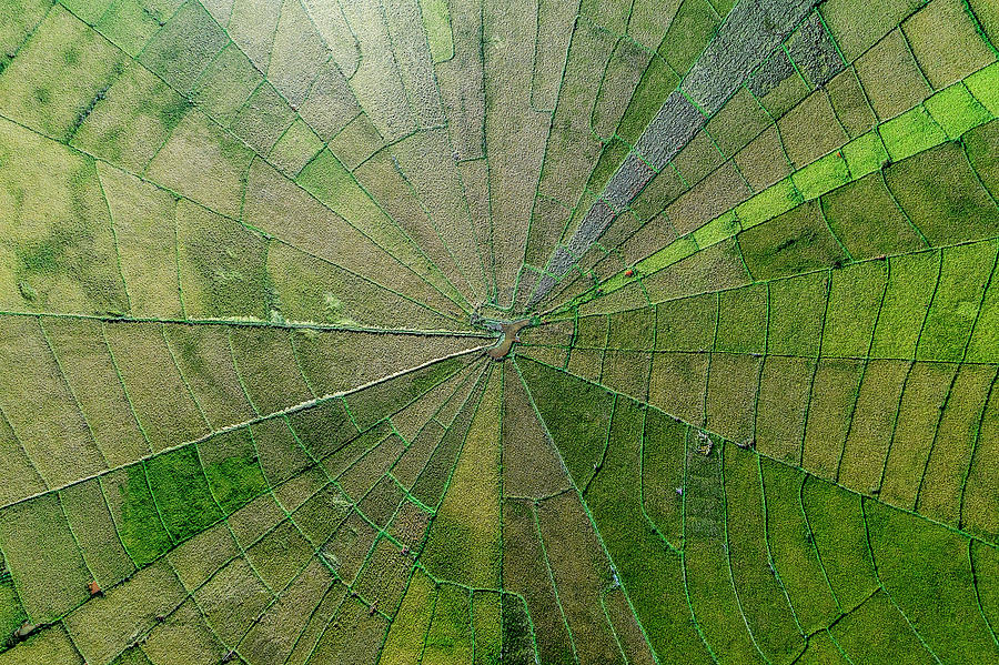 Spider net paddy field Photograph by Pradeep Raja PRINTS