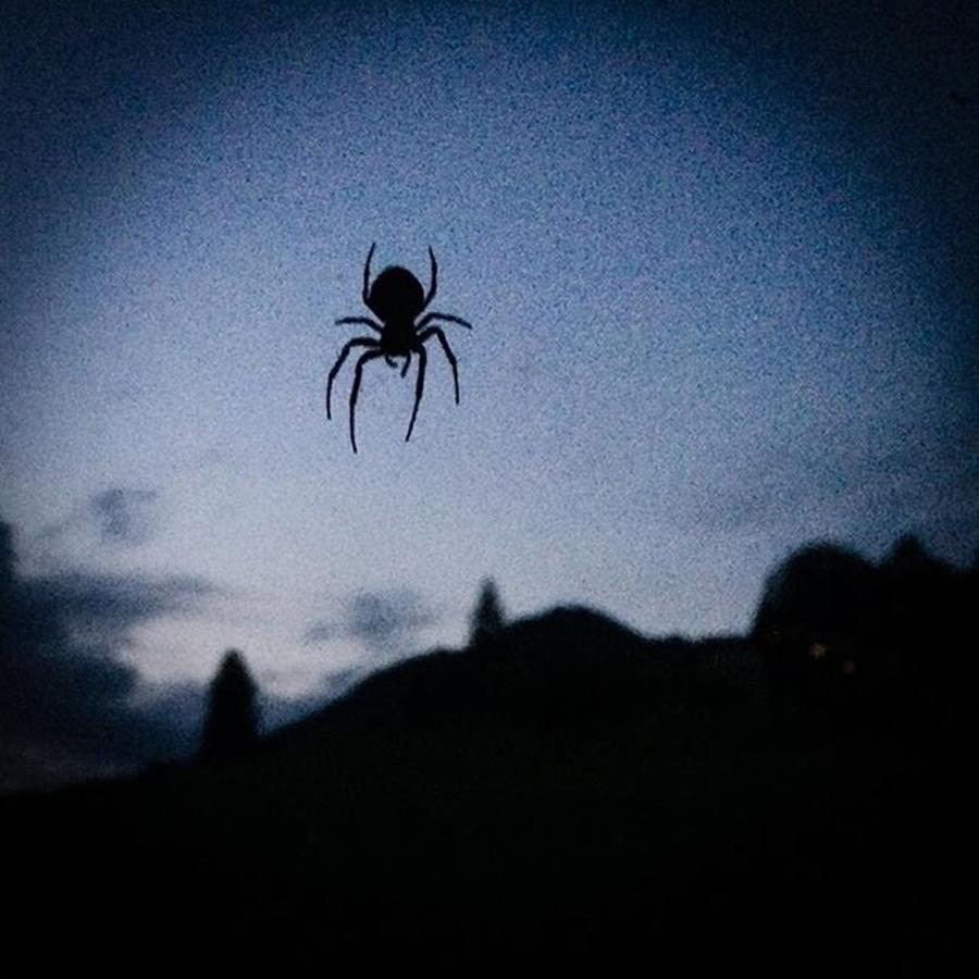 Spider Photograph - #spider #night #nomosquitos by Thomas Lindauer