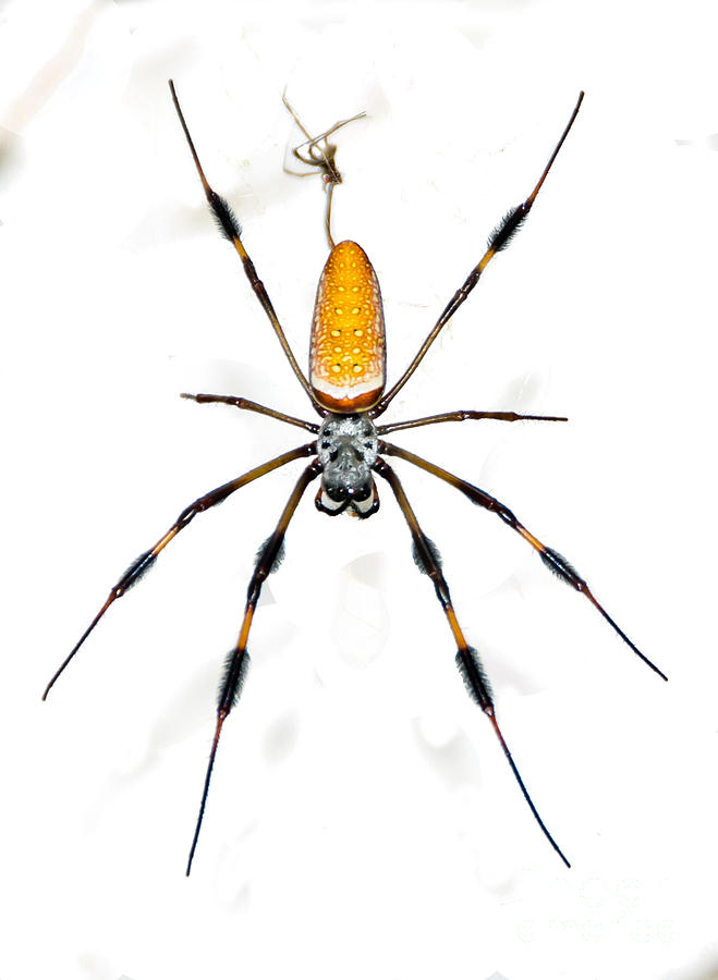 spider in a web wallpaper spider in a web wallpaper