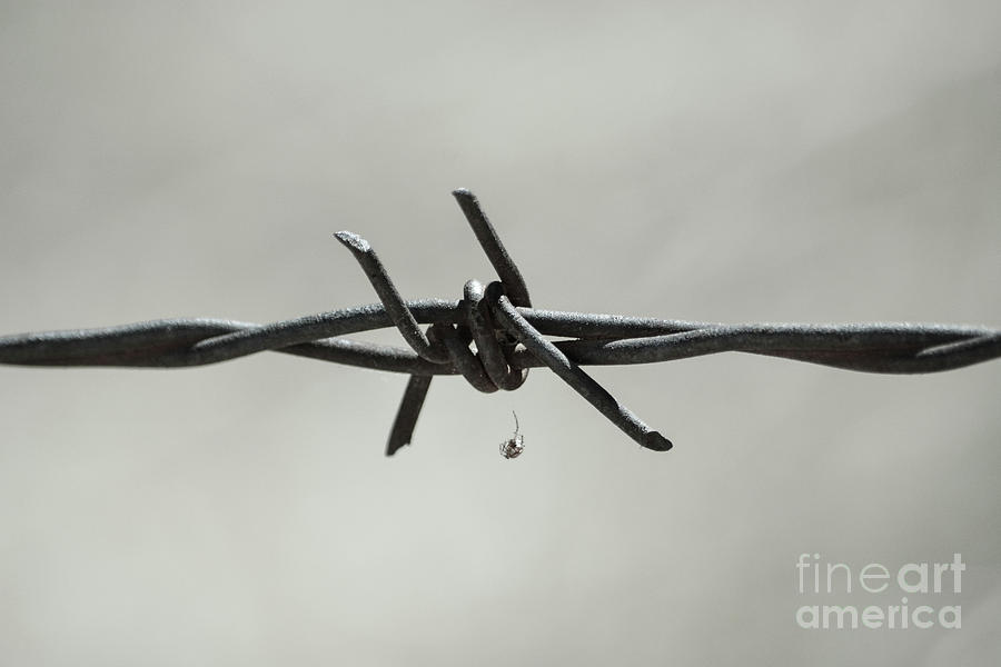 Spider on Barbed Wire in Black and White Photograph by Leah McPhail