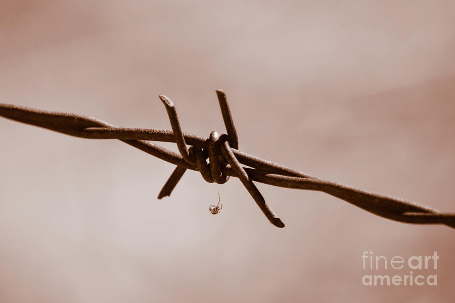 Spider on Barbed Wire Photograph by Leah McPhail