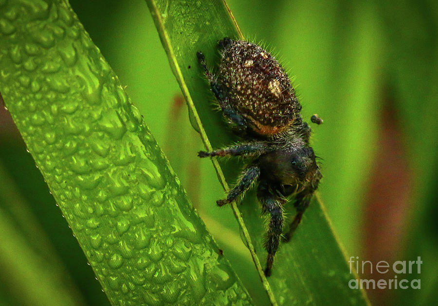 Spider on Blade of Grass Photograph by Tom Claud