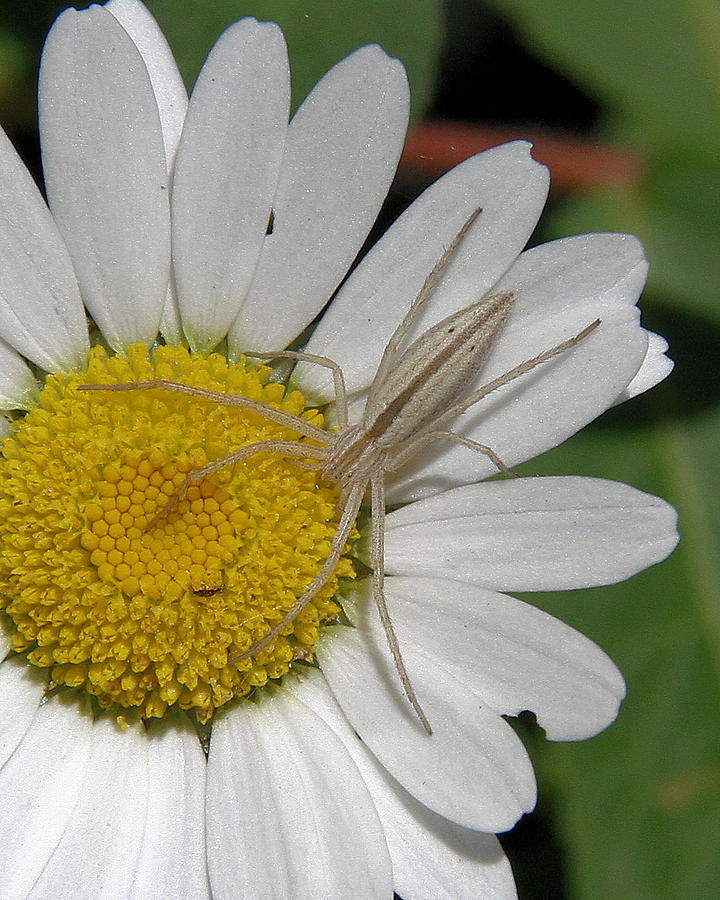 Spider on Daisy Photograph by Doris Potter