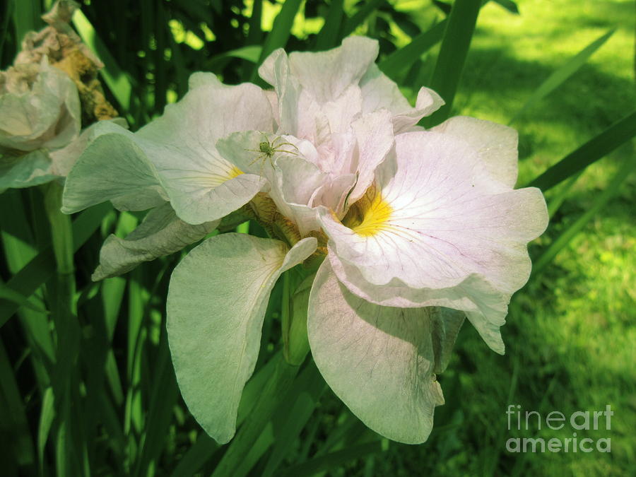Iris Photograph - Spider On Iris by Lyssjart Sj Iris Photograph - Spider On Iris by Lyssjart Sj
