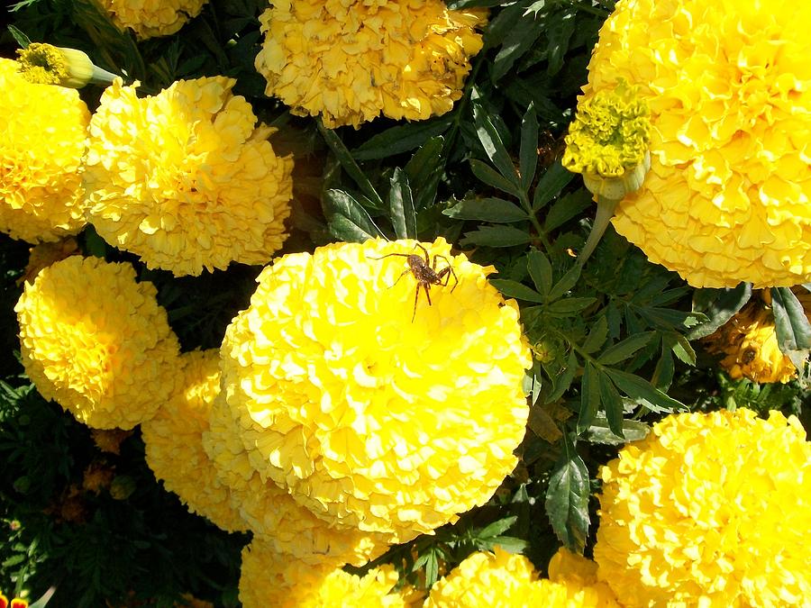 Spider on Marigolds  Photograph by Sharon Duguay