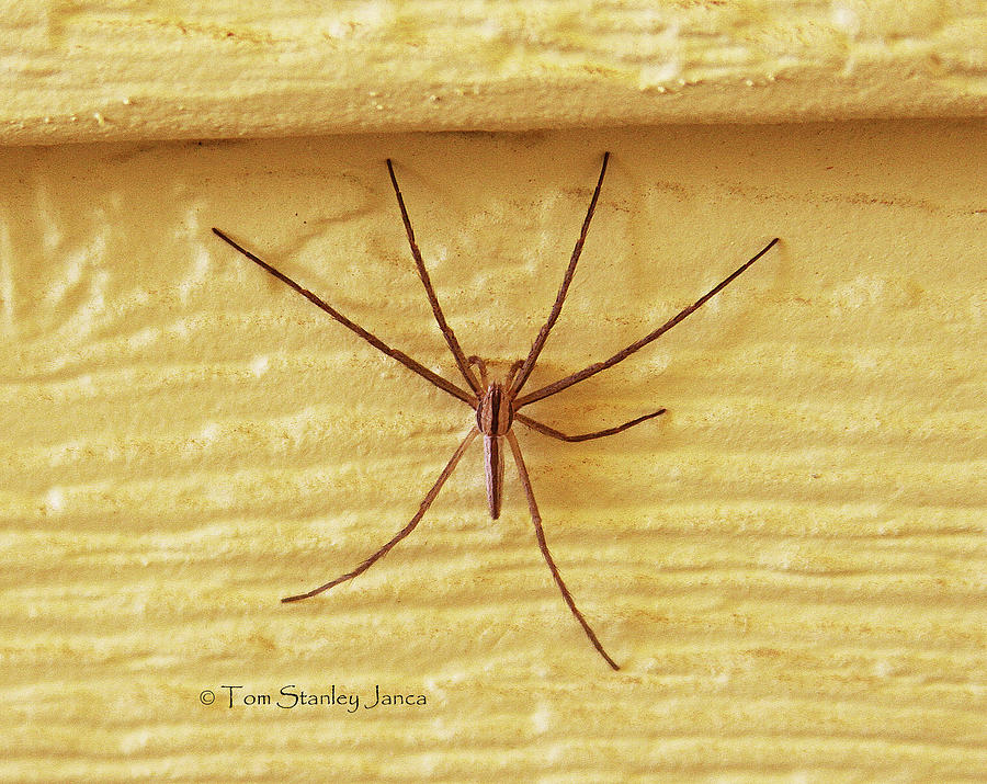 Spider On The House Photograph by Tom Janca