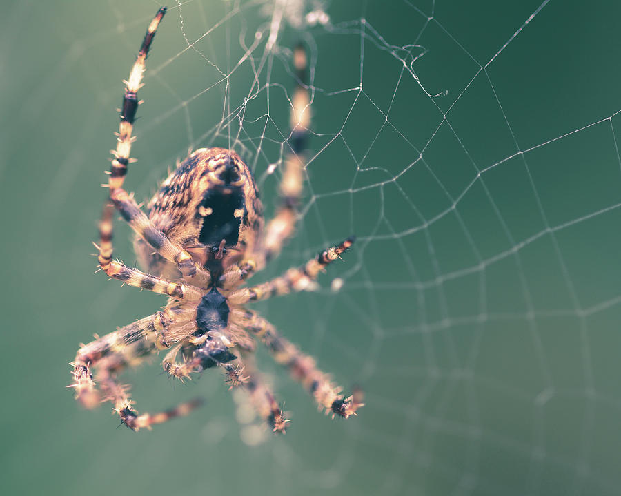 Fall Photograph - Spider on the web E by Jacek Wojnarowski