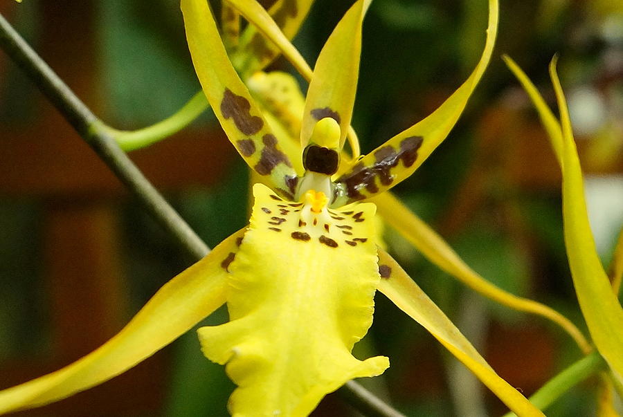 Spider Orchid Photograph by Beth Collins