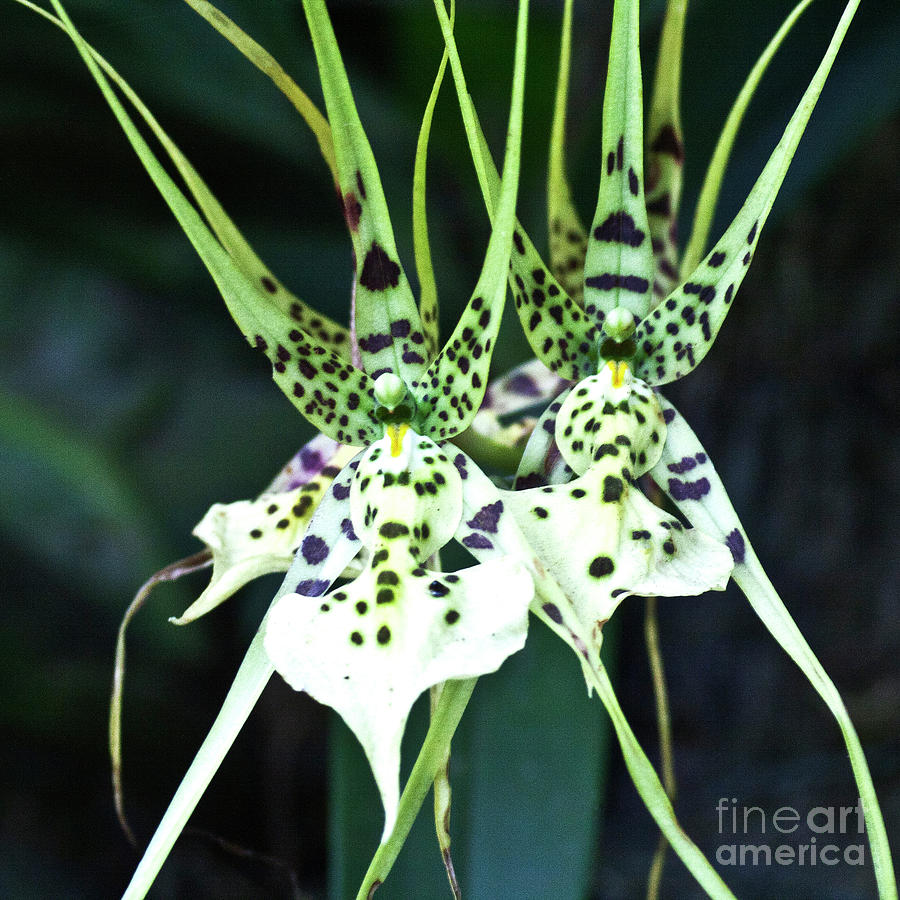 Spider Orchid Brassia Photograph by Heiko Koehrer-Wagner