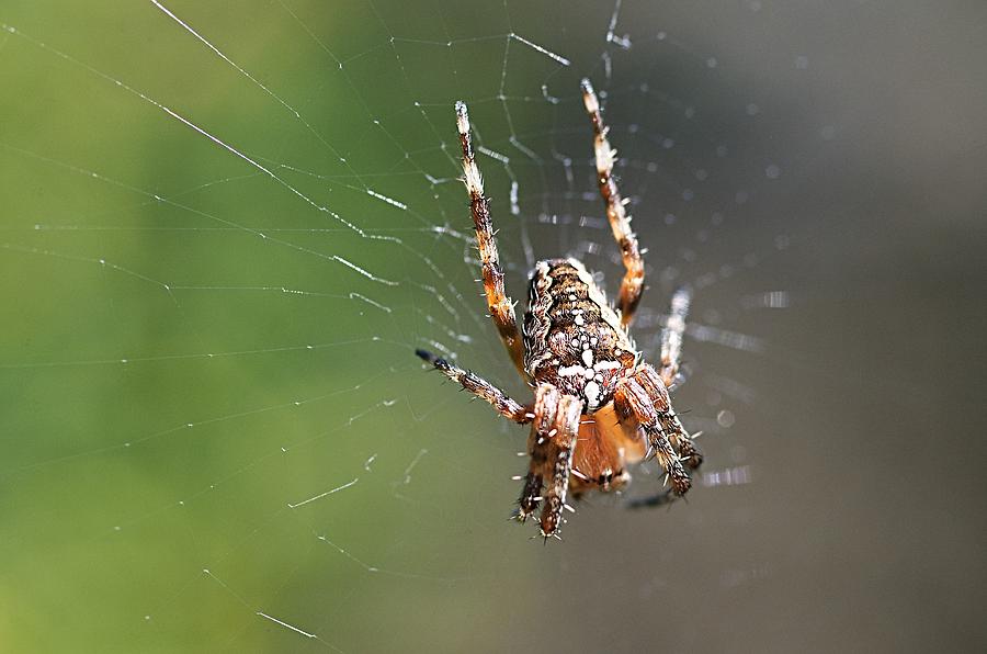 Spider Photograph by Paulo Goncalves