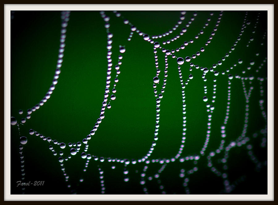 Spider Pearls Photograph by Farol Tomson