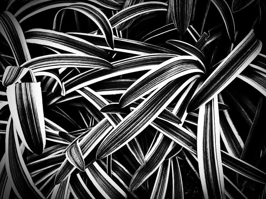 Spider Plant Intanglement Photograph by Joseph Hollingsworth