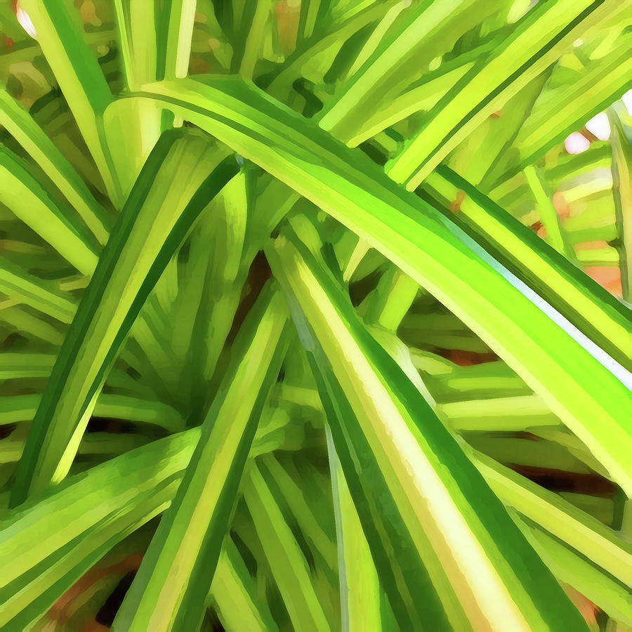 Spider Plant Leaves Photograph by Dana Roper