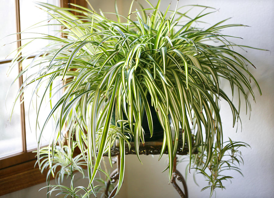Spider Plant Photograph by Marilyn Hunt