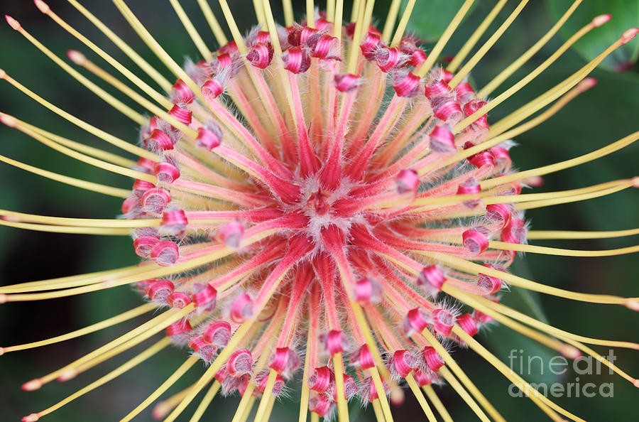 Spider Protea Flower Photograph by Neil Overy