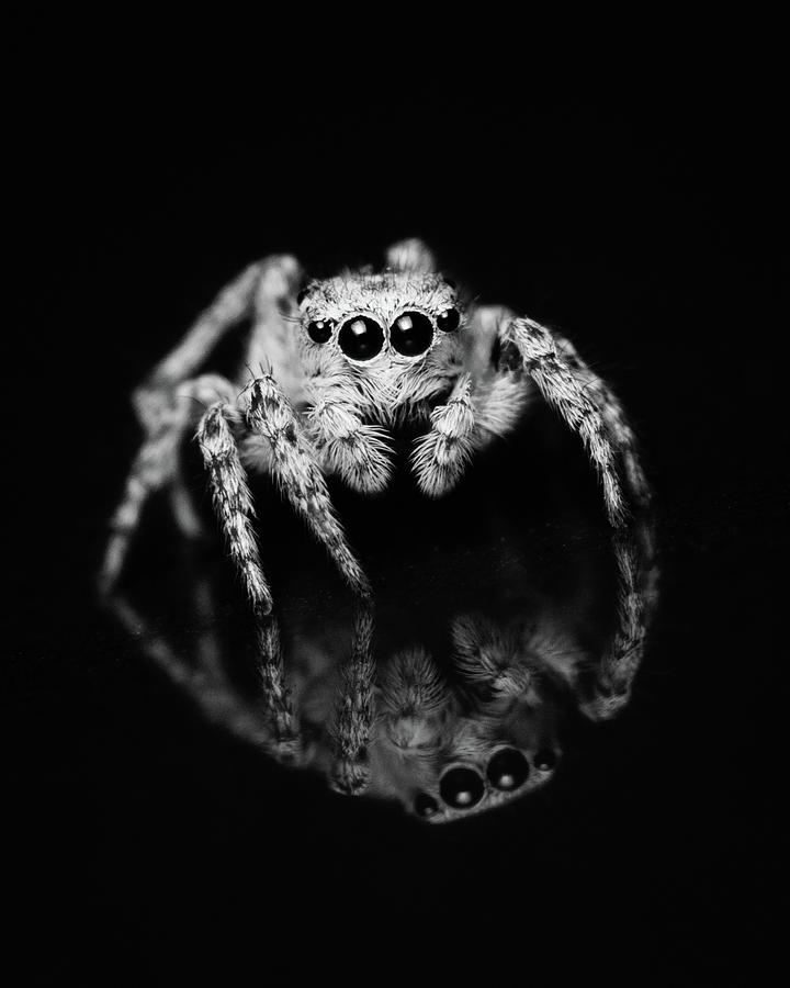 Spider Photograph - Spider Reflection by Mark Horton