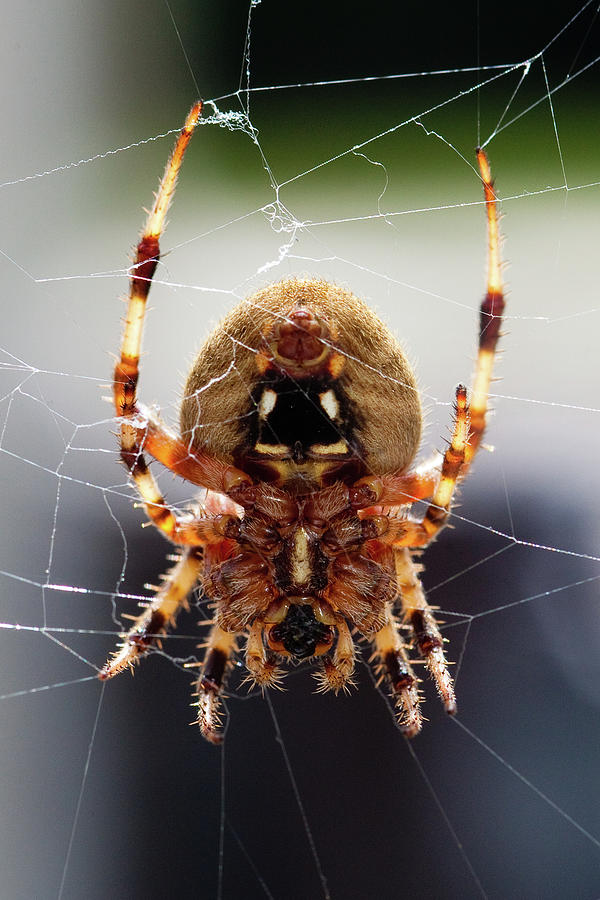 Spider Resting In It's Web Photograph by Patti Esposito Hulbert - Fine ...