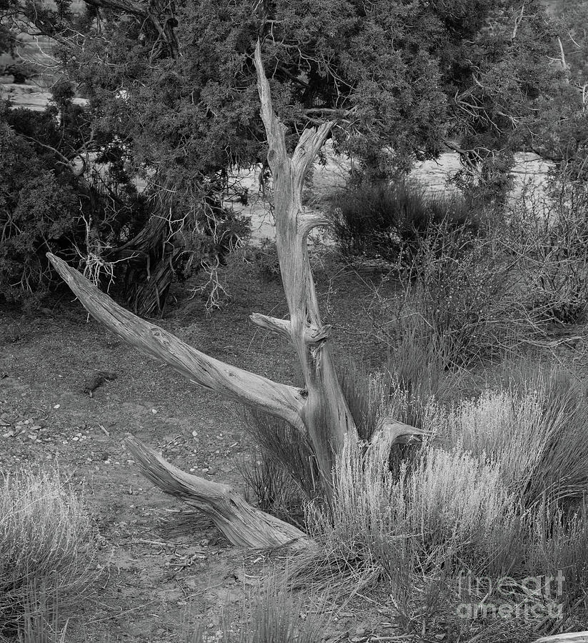 Arizona Photograph - Spider Rock Overlook Tree 8b9179 by Stephen Parker