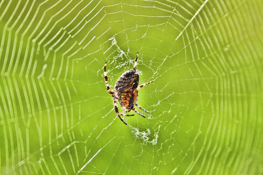 Spider Photograph by Sergey  Nassyrov