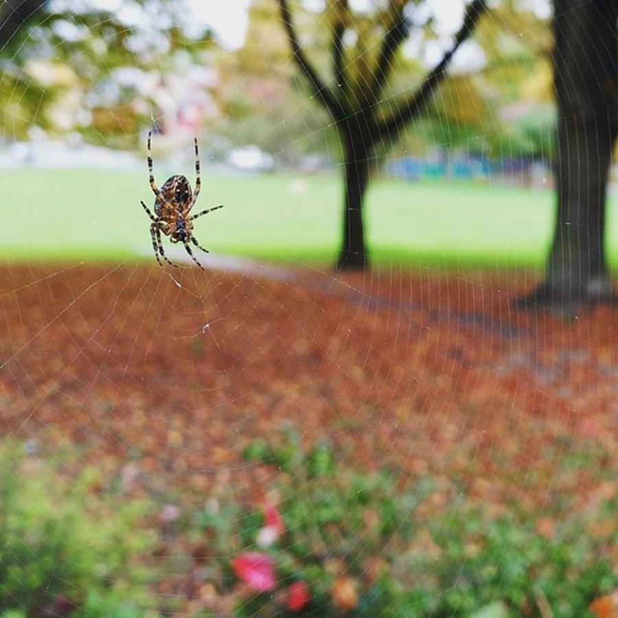 Spider #sidewalksofvancouver Photograph by Luzia Light