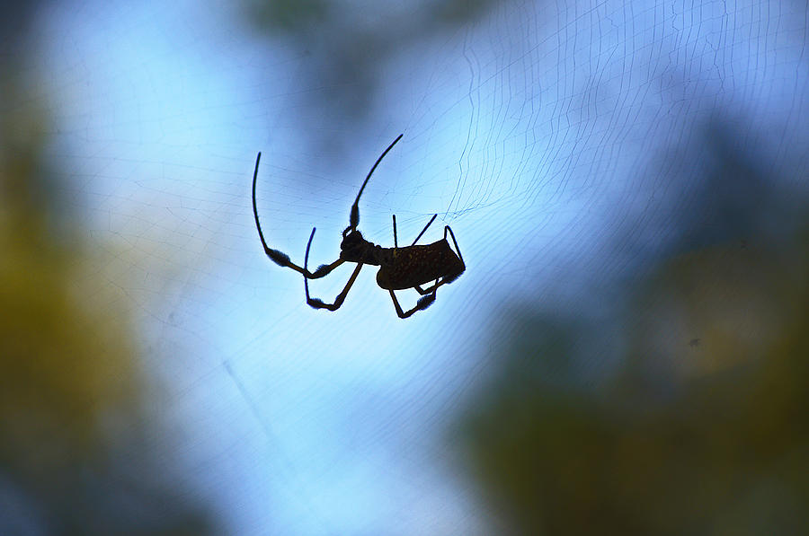 Spider Photograph - Spider Silhouette by Kenneth Albin