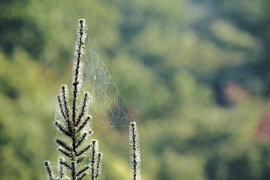 Spider Silk Photograph by Debbie Oppermann