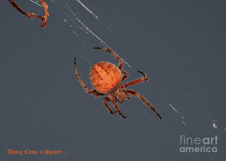 Spider Photograph - Spider Spinning on Autumn Leaves by Susan Wiedmann