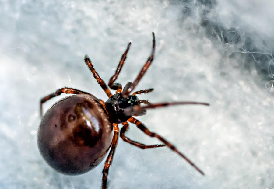 Spider Photograph by Steve Harrington