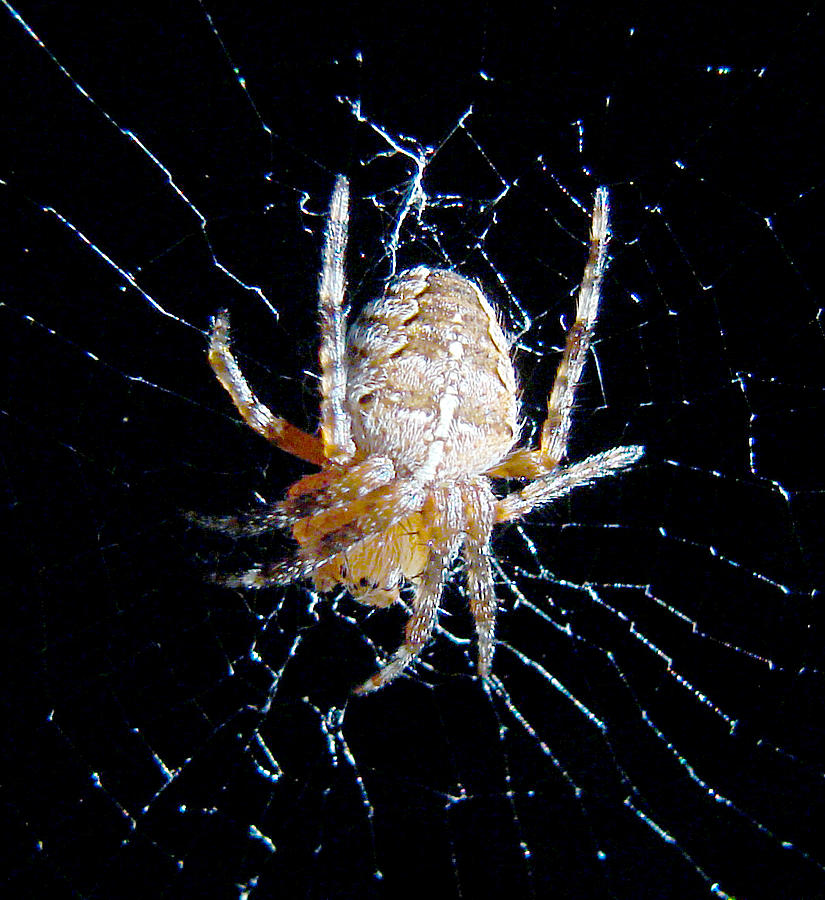 Spider Photograph by Todd Zabel