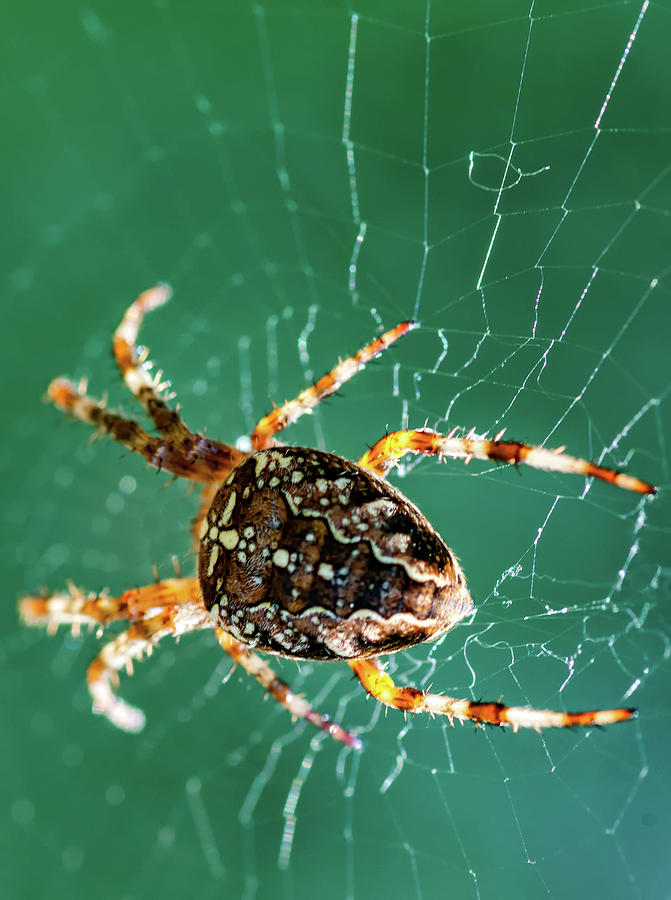 Spider Tush 2 Photograph by Steve Harrington
